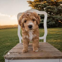 America - Apricot female Goldendoodle puppy in Ashton, Idaho from Kerr Kanine Ranch