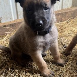 Male - fawn markings - solid build - Fawn male Belgian Malinois puppy in Dallas, Texas from RoyalHaus Malinois