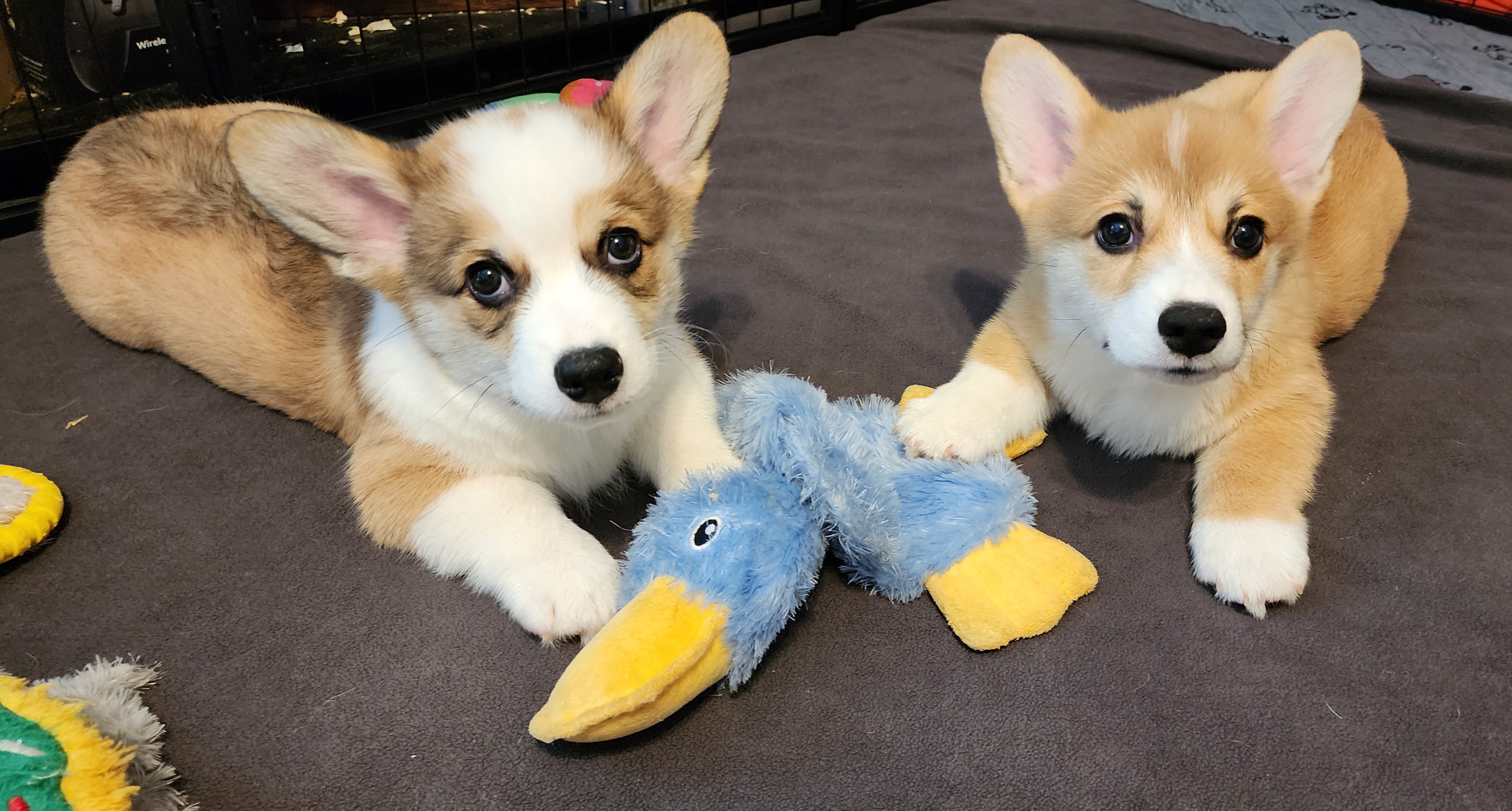 Pembroke Welsh Corgi Puppies from Corgis of Avalon