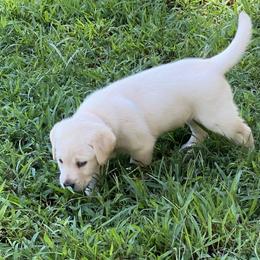 Dilute Retriever Puppies from Weathervane Labs