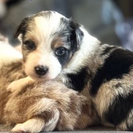Molly - Blue merle female Toy Australian Shepherd puppy in Sanger, California from Flying M Cactus Ranch Buddies