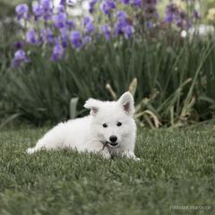 Berger Blanc Suisse and German Shepherd Puppies from Fireside Fernweh