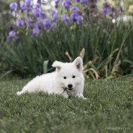 Berger Blanc Suisse and German Shepherd Puppies from Fireside Fernweh