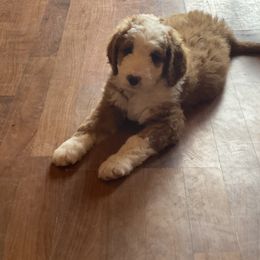 Bernedoodle and Bernese Mountain Dog Puppies from Mountain Top Bernedoodles