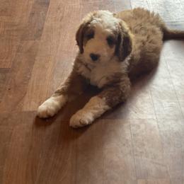 Bernedoodle and Bernese Mountain Dog Puppies from Mountain Top Bernedoodles