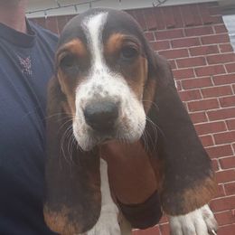Millie - Black brown and white female Basset Hound puppy in Brandon, Mississippi from Milton’s Bassets