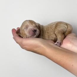 Chardonnay (lavender collar) - Apricot female Goldendoodle puppy in Murrieta, California from Apricot Poodles & Goldendoodles, LLC