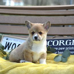 American Corgi and Pembroke Welsh Corgi Puppies from Abundant Joy Corgis