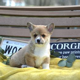 American Corgi and Pembroke Welsh Corgi Puppies from Abundant Joy Corgis