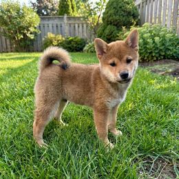 Aki - Red male Shiba Inu puppy in Houston, Texas from Sakura Blossom Shibas