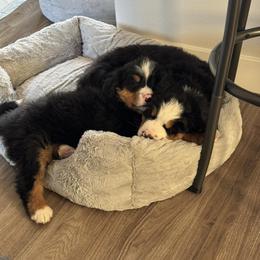 Bernese Mountain Dog Puppies from Purple Sage Puppies Bernese Mountain Dogs