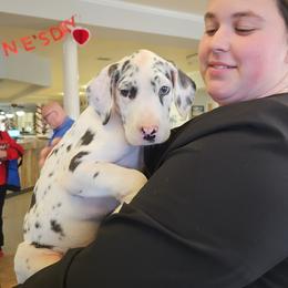Great Dane Puppies from Pacific Blue's Danes
