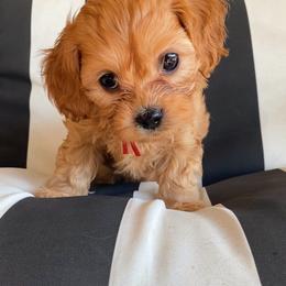 Reef - Red male Cavapoo puppy in Van Alstyne, Texas from Home Grown Puppies