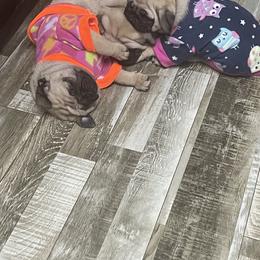 Bulldog and Pug Puppies from Love that bulldog lewter family