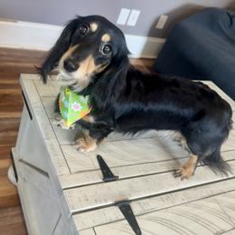 Maggie - Dachshund