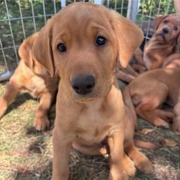 (Gray) Sye - Yellow male Labrador Retriever puppy in Brantwood, Wisconsin from Ritchie Road Labradors