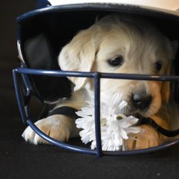 Golden Retriever Puppies from Lightning Oak Acres