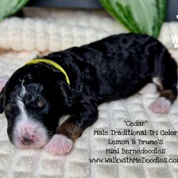 Cedar - Tri-color male Bernedoodle puppy in Orange, Texas from Walk with Me Doodles