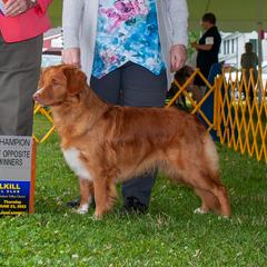 Cherry  - Nova Scotia Duck Tolling Retriever