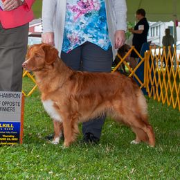 Cherry  - Nova Scotia Duck Tolling Retriever