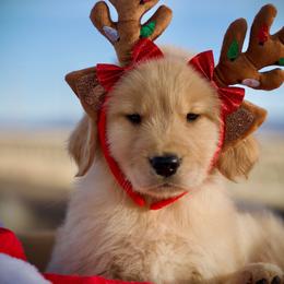 Goldendoodle and Golden Retriever Puppies from California Golden Love