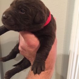 Red Collar - Chocolate male Dilute Retriever puppy in Louisiana from Legendary Lab Retrievers