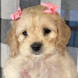 Cavapoo and Cockapoo Puppies from Clearview Canines