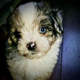 Australian Mountain Doodle, Bernedoodle, Companion Cross, and Shihpoo Puppies from Perfect Companion Puppies