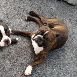 BEAU - Boston Terrier