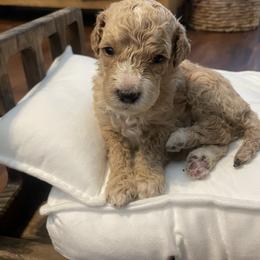 Minnie - Red  female Poodle puppy in Calimesa, California from Coriander Pups