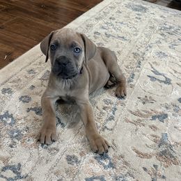 Sunflower - Gray and fawn female Cane Corso puppy in Delta Junction, Alaska from Last Frontier Cane Corsos