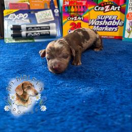 Bell - Chocolate and tan female Dachshund puppy in Clarksdale, Mississippi from Bo Didley's Doxies