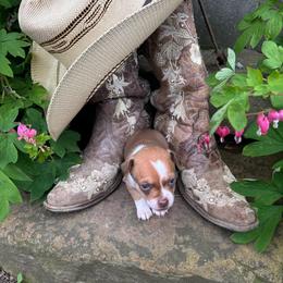 Edward - Fawn and white male Chihuahua puppy in New Enterprise, Pennsylvania from Kayla's Chihuahuas