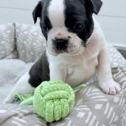 Boy 2 - male Boston Terrier puppy in Edgewater, Florida from Bluewater Bostons