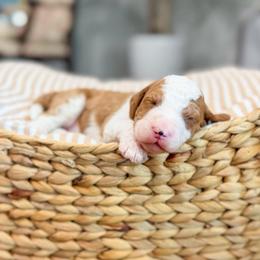 Winslow - Red  male Goldendoodle puppy in Sulphur, Louisiana from Curly Q’s Of Carlyss