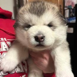 Honey - Gray and white female Alaskan Malamute puppy in Indianapolis, Indiana from Kasaan Alaskan Malamutes