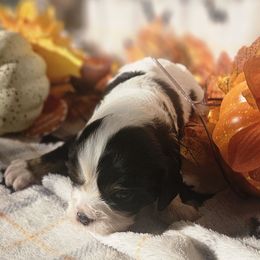 Panda - Tri-color male Cavalier King Charles Spaniel puppy in Charity, Missouri from Missouri. Cavaliers