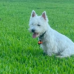 Chewey - West Highland White Terrier