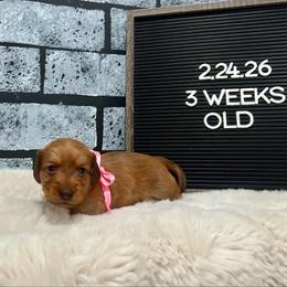Jessie - Red female Dachshund puppy in Goodyear, Arizona from AZ Low Life Doxies