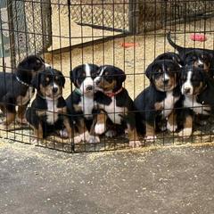 Girl - Black, white and red female Greater Swiss Mountain Dog puppy in Knoxville, Maryland from Dahlgren Swissys