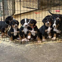 Girl - Black, white and red female Greater Swiss Mountain Dog puppy in Knoxville, Maryland from Dahlgren Swissys