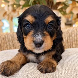 June - Tri-color male Cavapoo puppy in Yuciapa, California from AlltheDoodlez_