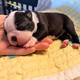 Blue - Black and white male Boston Terrier puppy in Hialeah, Florida from K&N Boston Paws