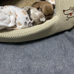 Chihuahua Puppies from raven russell