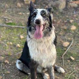 Stella - Australian Shepherd