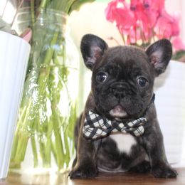 French Bulldog Puppies from 5th Avenue French Bulldogs