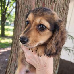 Puppy 1 - Dapple male Dachshund puppy in Clayton, Indiana from Love Struck Miniature Dachshunds