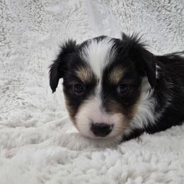 Ember - White black and tan female Papillon puppy in Hollister, Missouri from Swan Creek Kennel