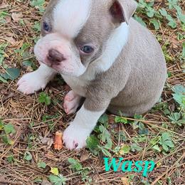 Wasp - Lilac male Boston Terrier puppy in Griffin, Georgia from Celtic Performance Bostons