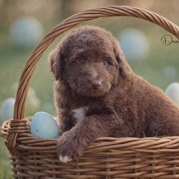 Patch - Brown and white male Aussiedoodle puppy in Roebuck, South Carolina from Dani's Dandy Doodles